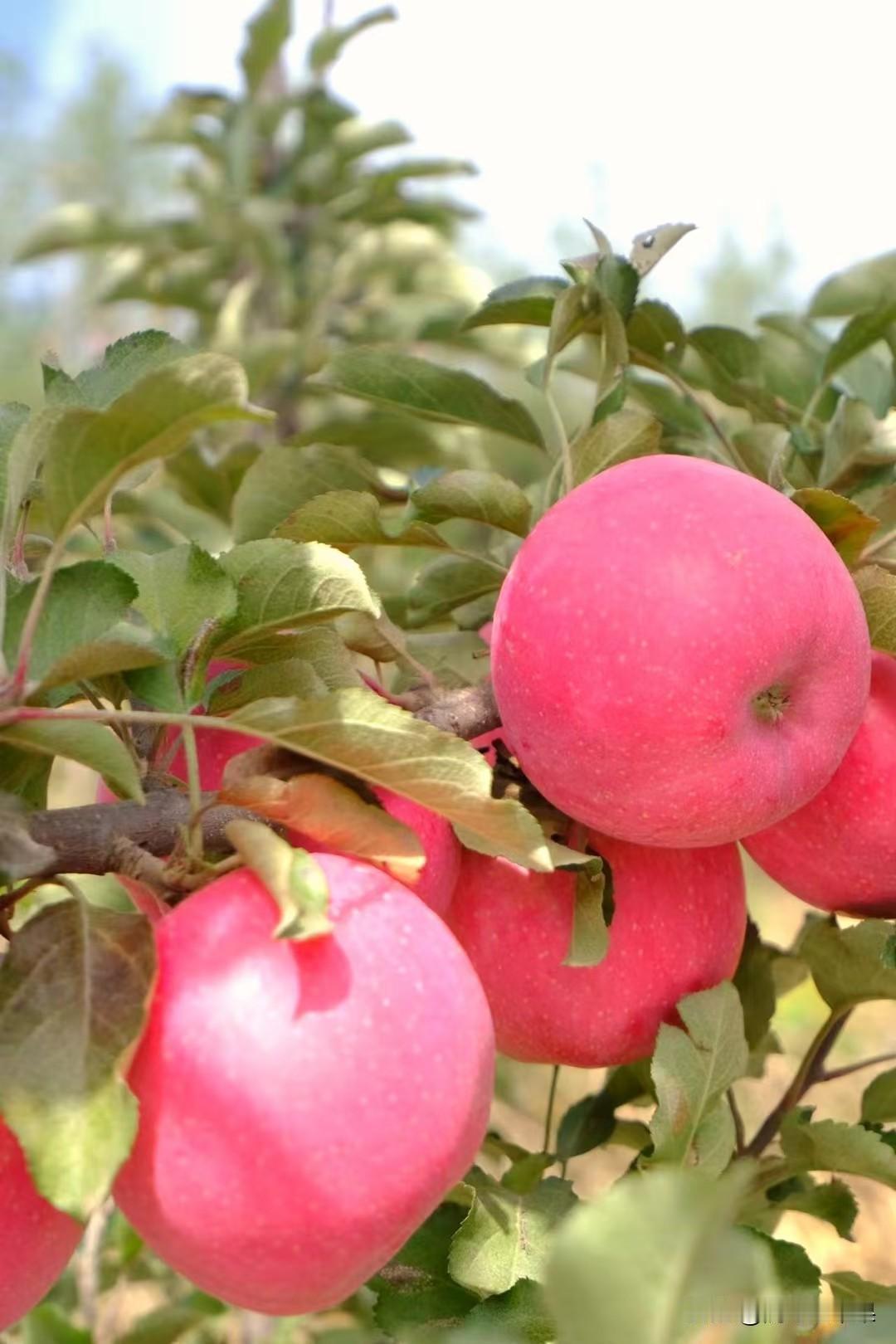 冬日清晨，我随果农修剪苹果树。寒风刺骨，手冻得通红，弯腰劳作腰酸背痛，此为“苦”