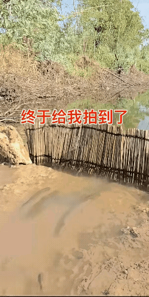 鱼为什么要越过栅栏，我不懂，但要越过栅栏的漂亮身姿吸引了我。