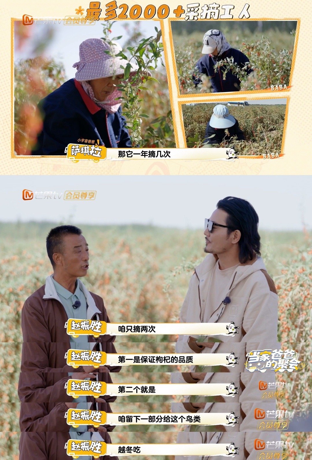 被这颗小枸杞的生态观折服！十二年生命历程中，人类仅取八载收成，且每次采收都为鸟类