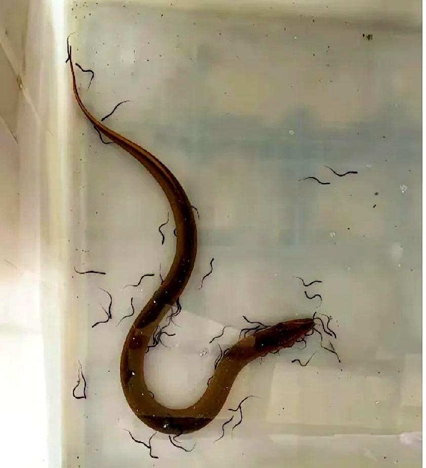 今天从河沟里逮回一条黄鳝，端盆进门时，水面突然窜出一束束细黑丝，像被水纹拉长的发
