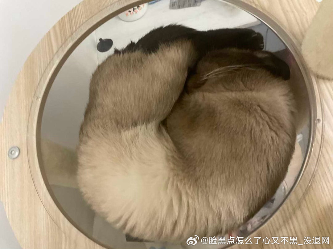 3879只黑脸让我看看你们的猫眼螺