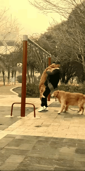 真的看笑了，但笑着笑着又觉得不是滋味。有人养着两只大狗，偏要去占公园里孩子专