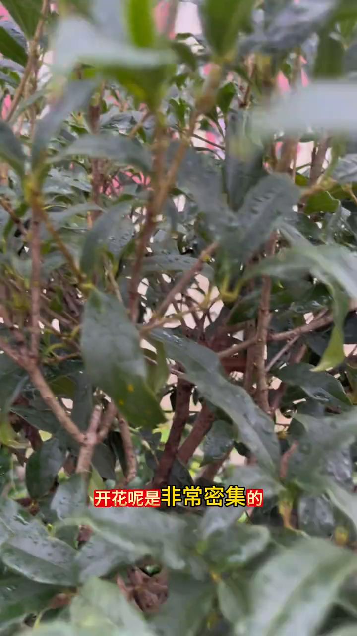 沉香桂的花苞现在虽然很小，但是已经可以看出来了。这些新生的枝条上小颗粒，这个就是