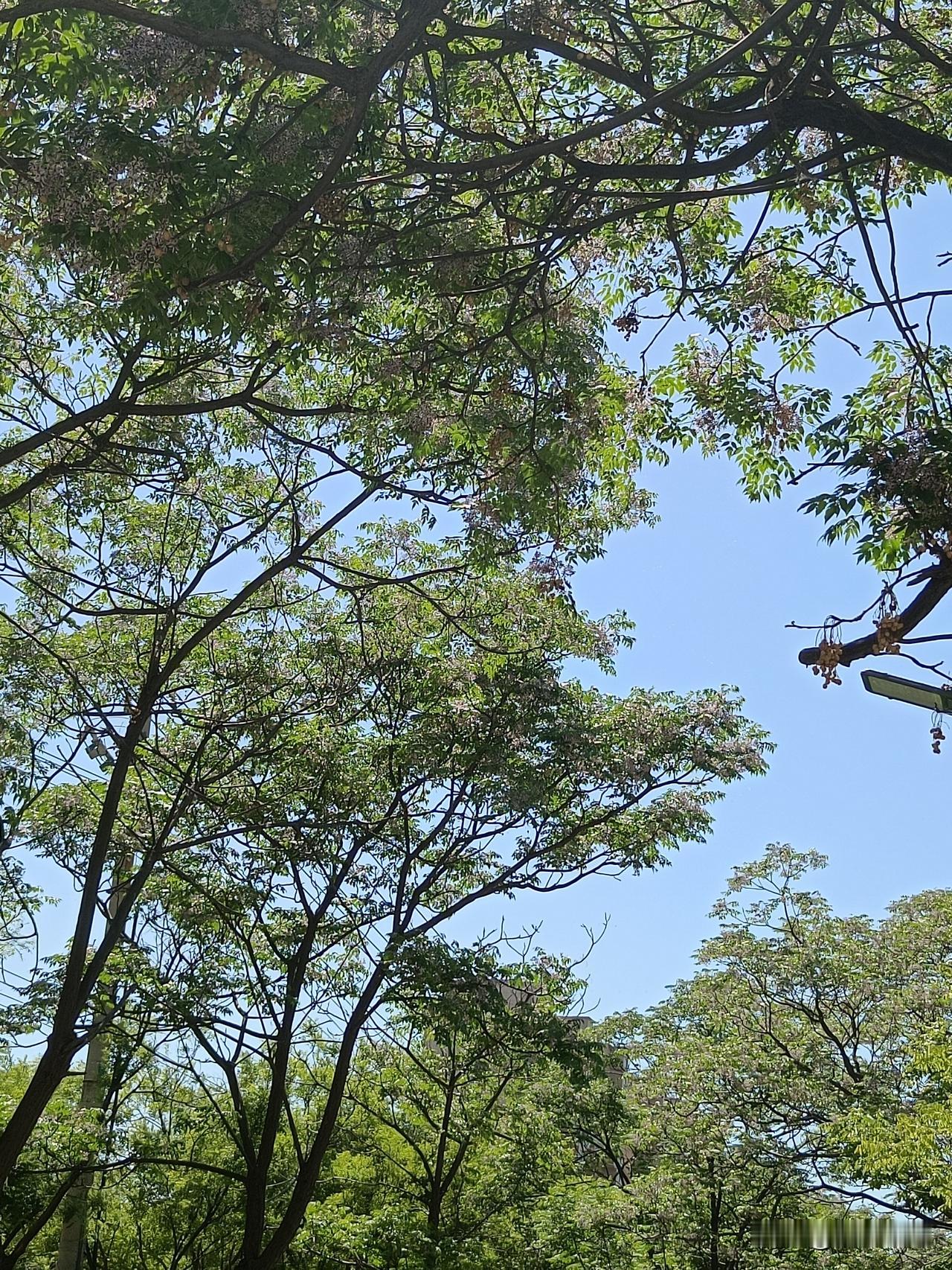 七言诗·立夏（平水韵）布谷声声耕事晓，丝丝柳絮漫天飘。浓荫羞藏青枝果，鲜嫩瓜