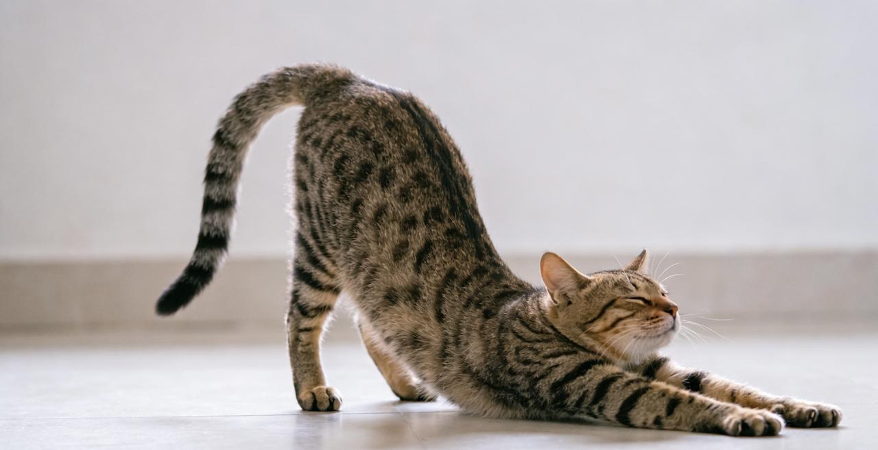 猫咪的身材，是造物主写的抒情诗你看过猫咪伸懒腰吗？——那不只是慵懒，是整个