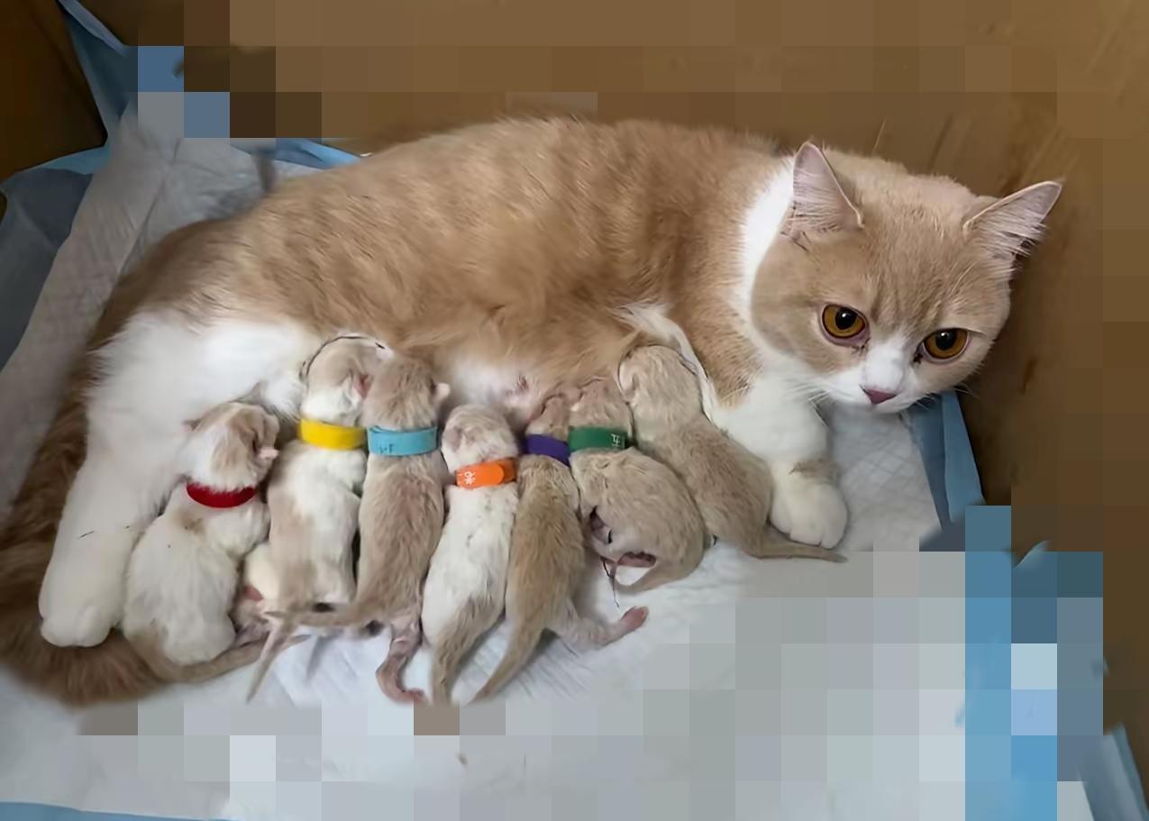 天呐！七只也太夸张了吧，猫妈这是直接解锁“高产妈妈”成就了！