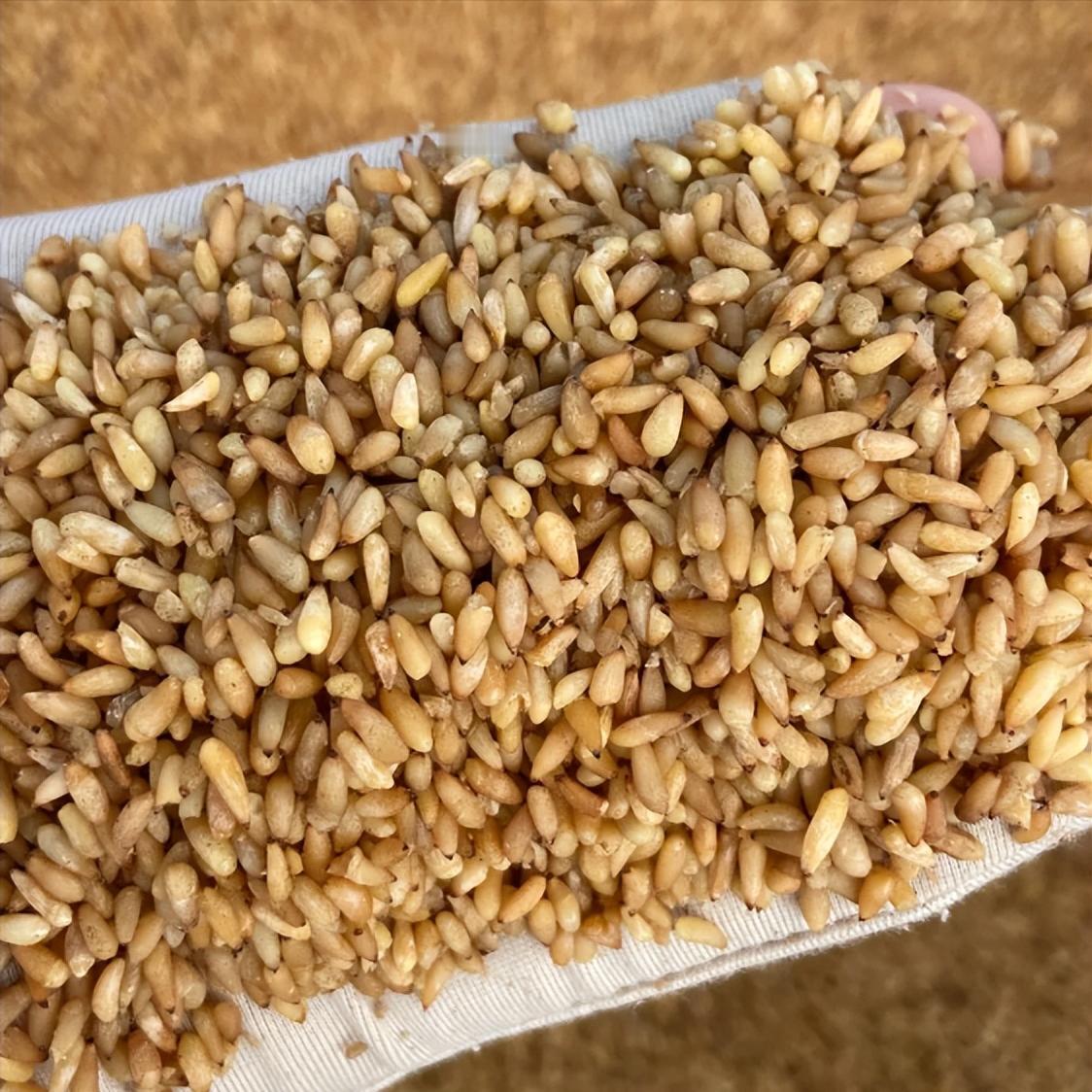 行医30年，数千例时间短、硬度差调理心得：不用贵药，抓准病机是关键大家