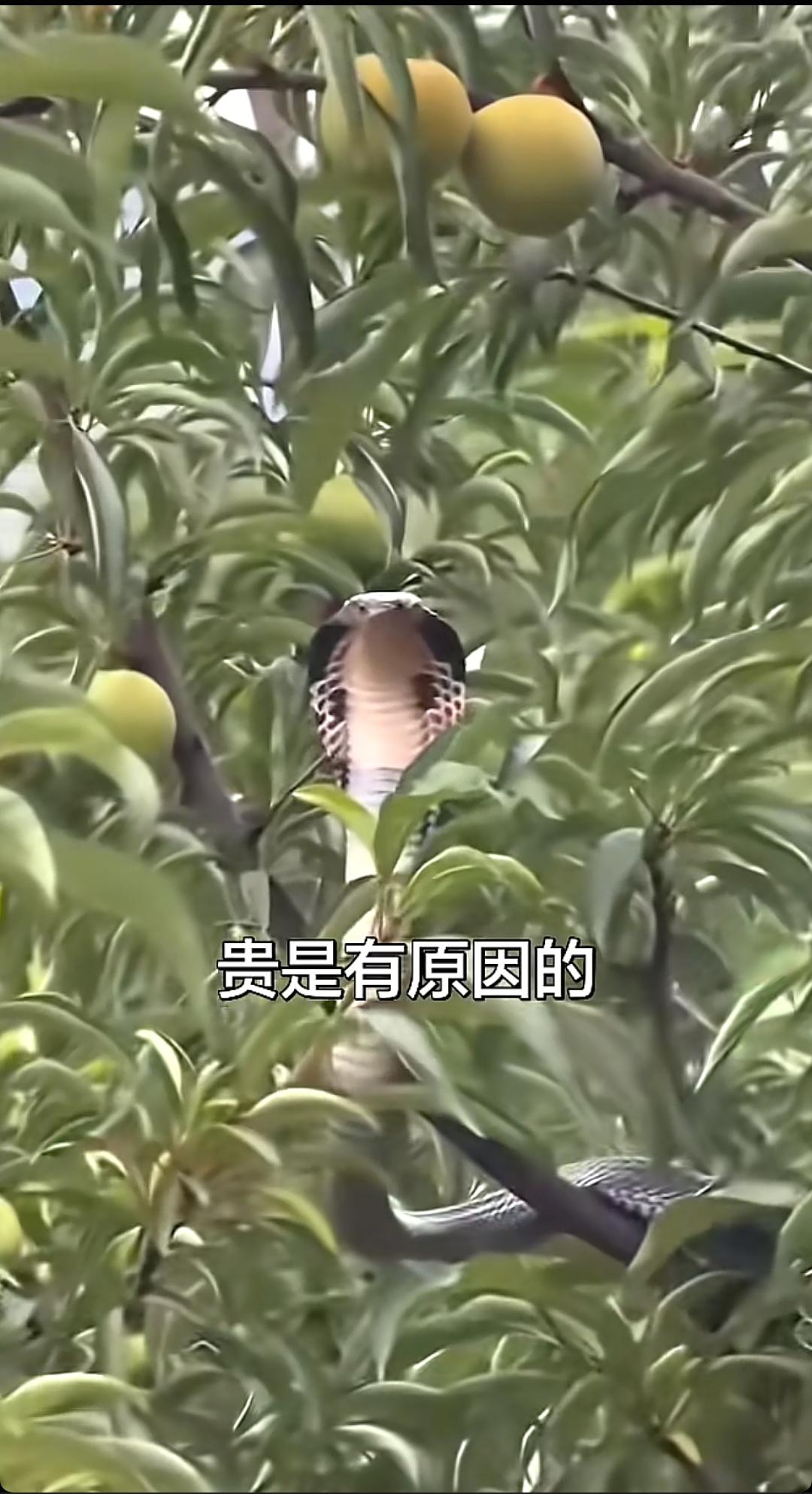 贵州蜂糖李还有十多天就上市了前些天我看到好多网友都说又酸又苦的李子是贵州的蜂糖