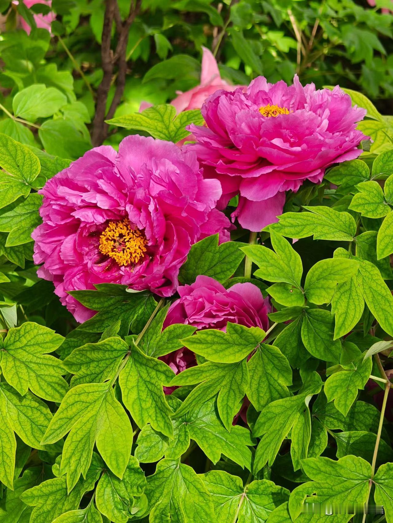 春日限定·牡丹盛开✨当牡丹开满枝头，才懂什么是“唯有牡丹真国色”。粉的热烈，