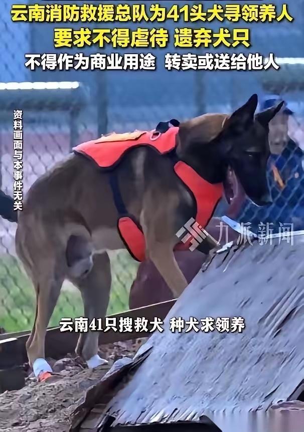 刷到一个新闻，直接给我整破防了。云南消防队有41条狗，要找领养。你以为是