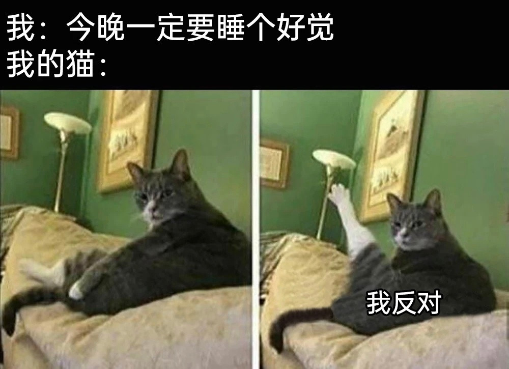 🐱:经过我同意了吗​​​