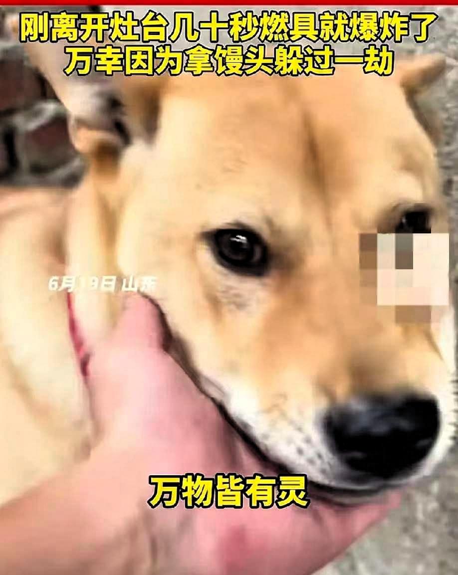 6月19日，山东一男子在家煮粽子时，家里的大黄狗突然狂叫不止，主人起初没有