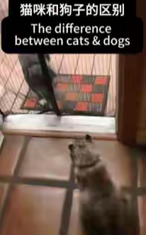 猫咪和狗子的区别