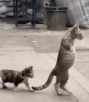 猫妈妈失去了双腿，只能靠后腿站立才是能完成步行。它没有因此而堕落消沉，它的孩子