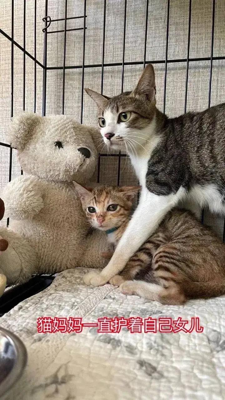 看，这些流浪猫妈妈都紧紧地护着自己唯一的孩子。但，这些猫妈妈，其实也不过是个小猫
