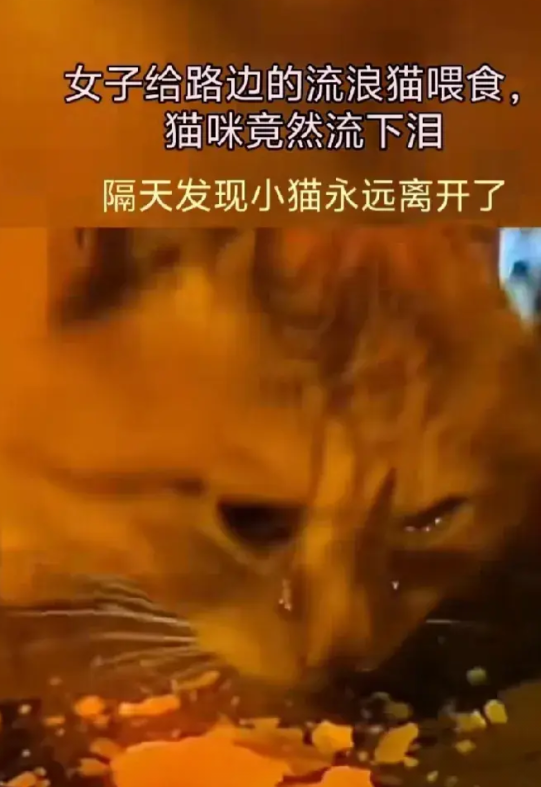一女子发现一只流浪猫，于是好心的给它投喂了食物，小猫咪竟然眼含热泪边吃边哭，但隔