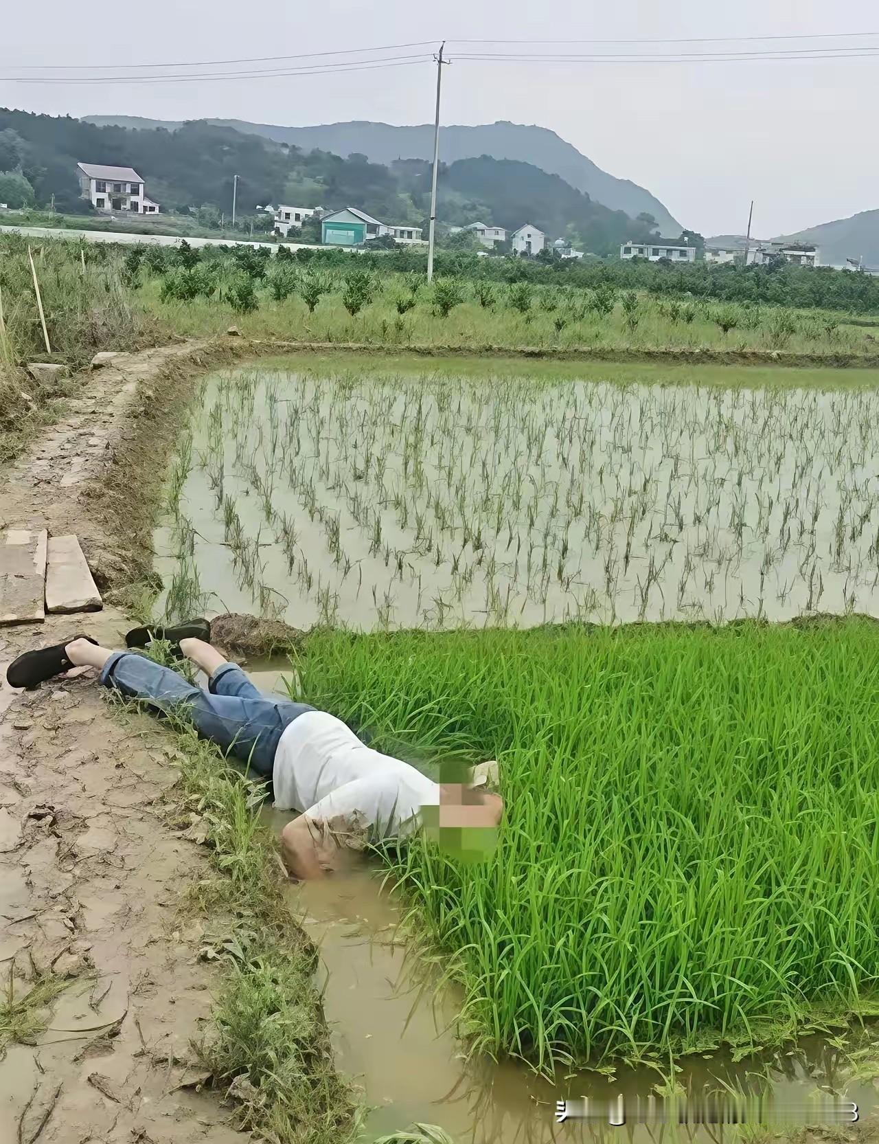 “并非谁死谁有理！”四川成都，一七旬大爷早起锻炼时，路过一片稻田，当他来到稻田边
