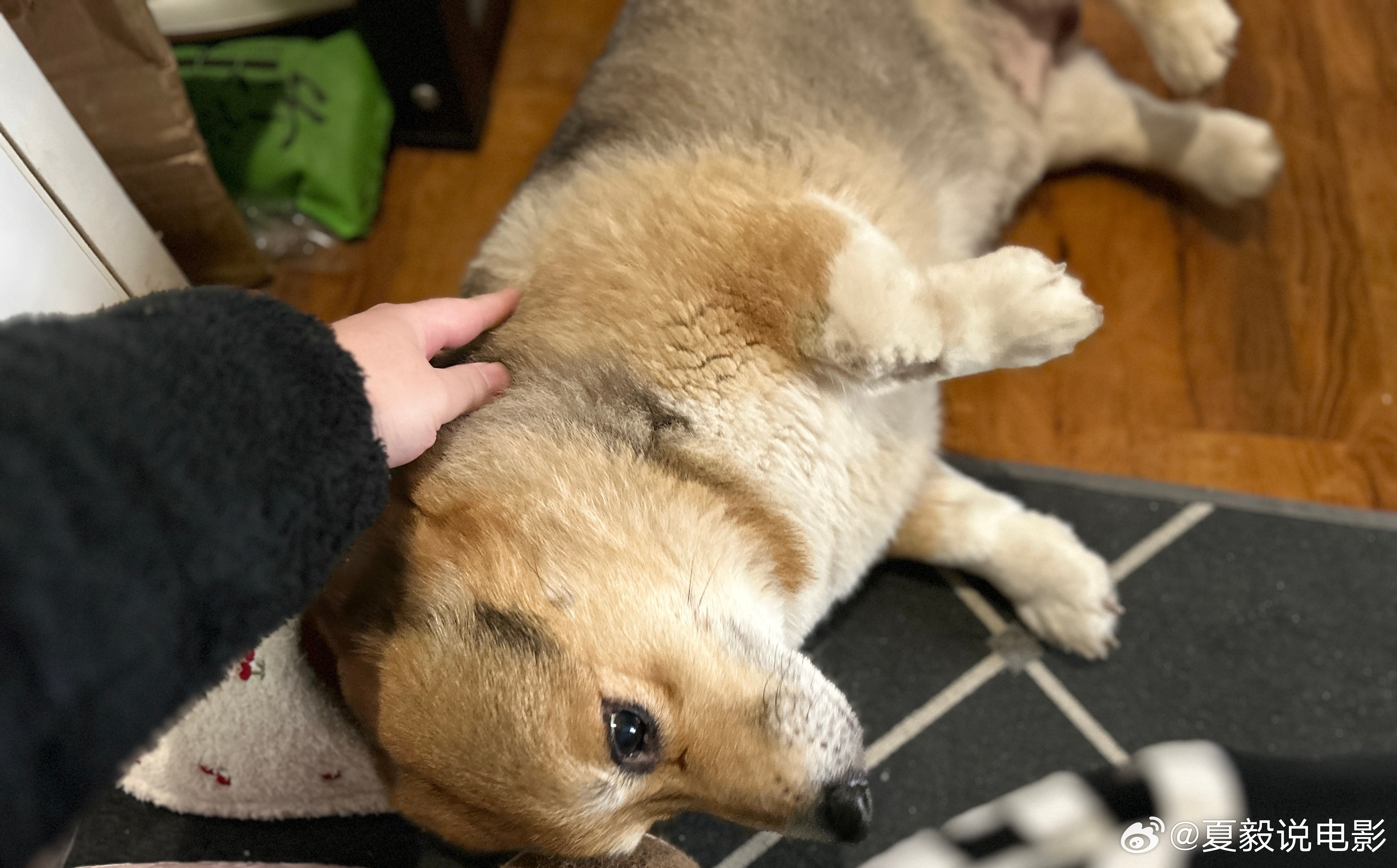 拿快递的时候，一只肥肥的小狗跟着我回家；一摸他，立刻倒下给你摸，老夫的少女心～可