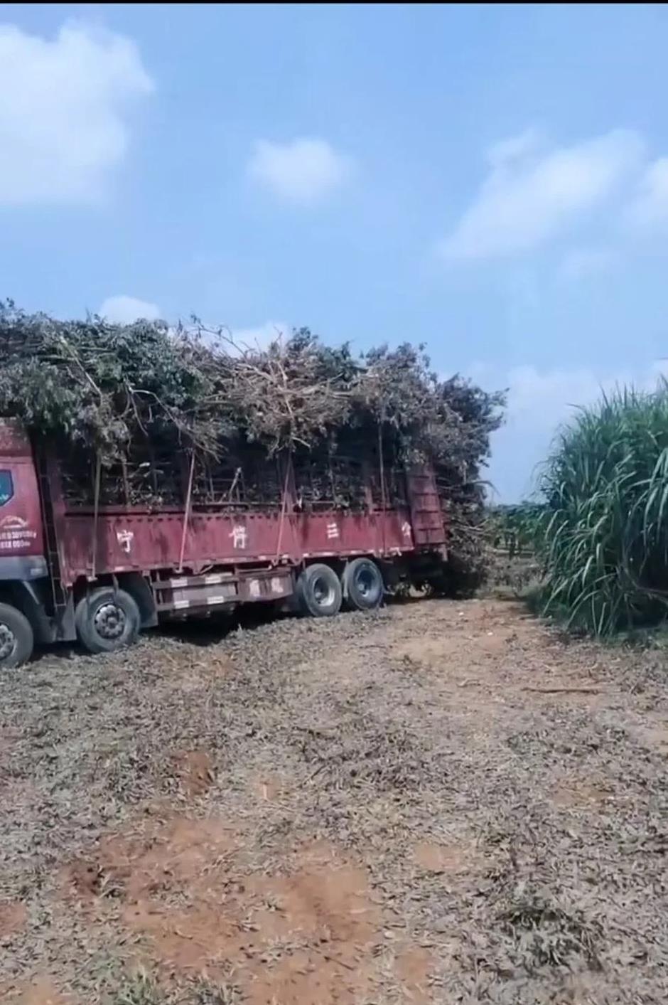 终于知道广西人为什么这么穷了！我家在广西武鸣，是平原地区，很适合种植水果，但是