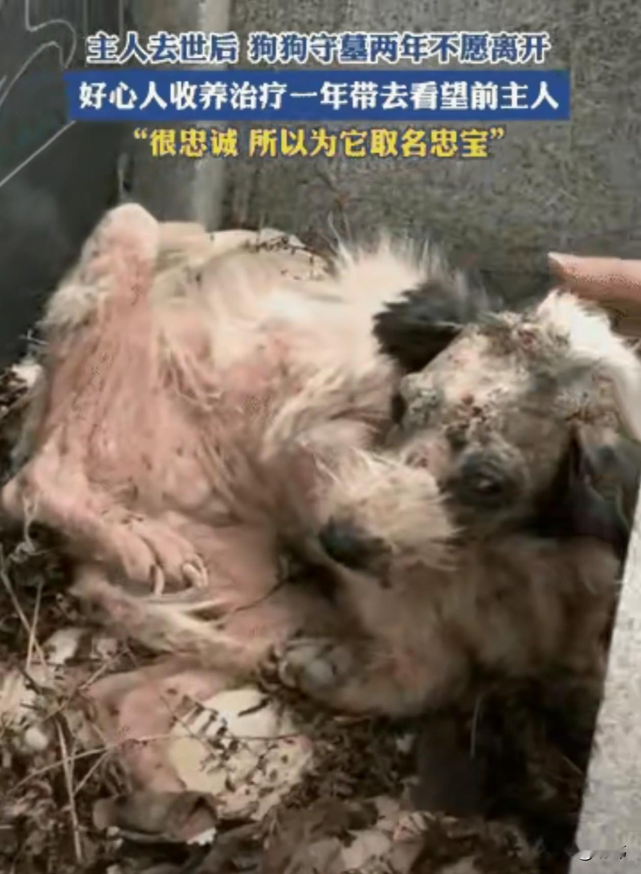 泪目了，一只狗狗的主人不幸去世了，他居然守墓守了两年也不愿离开，它除了找吃的几乎