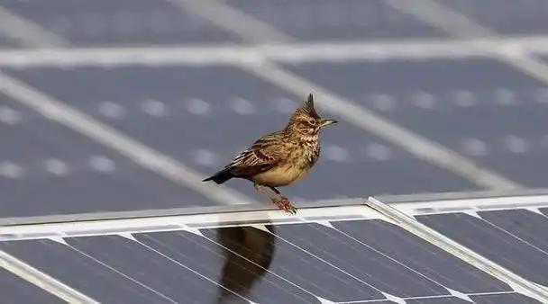 8月20日，南京信息工程大学张慧明联合斯坦福等机构发表了一项研究论文，认为