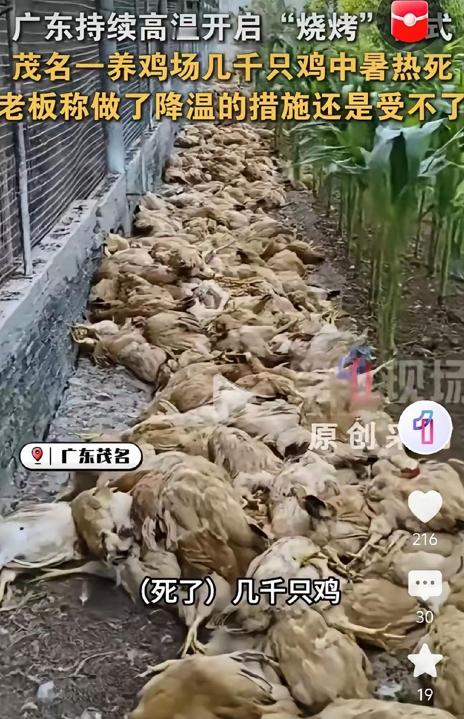 刷到广东茂名这新闻，我直接看傻了。36度啊！几千只鸡活生生热死，老板洒水、开