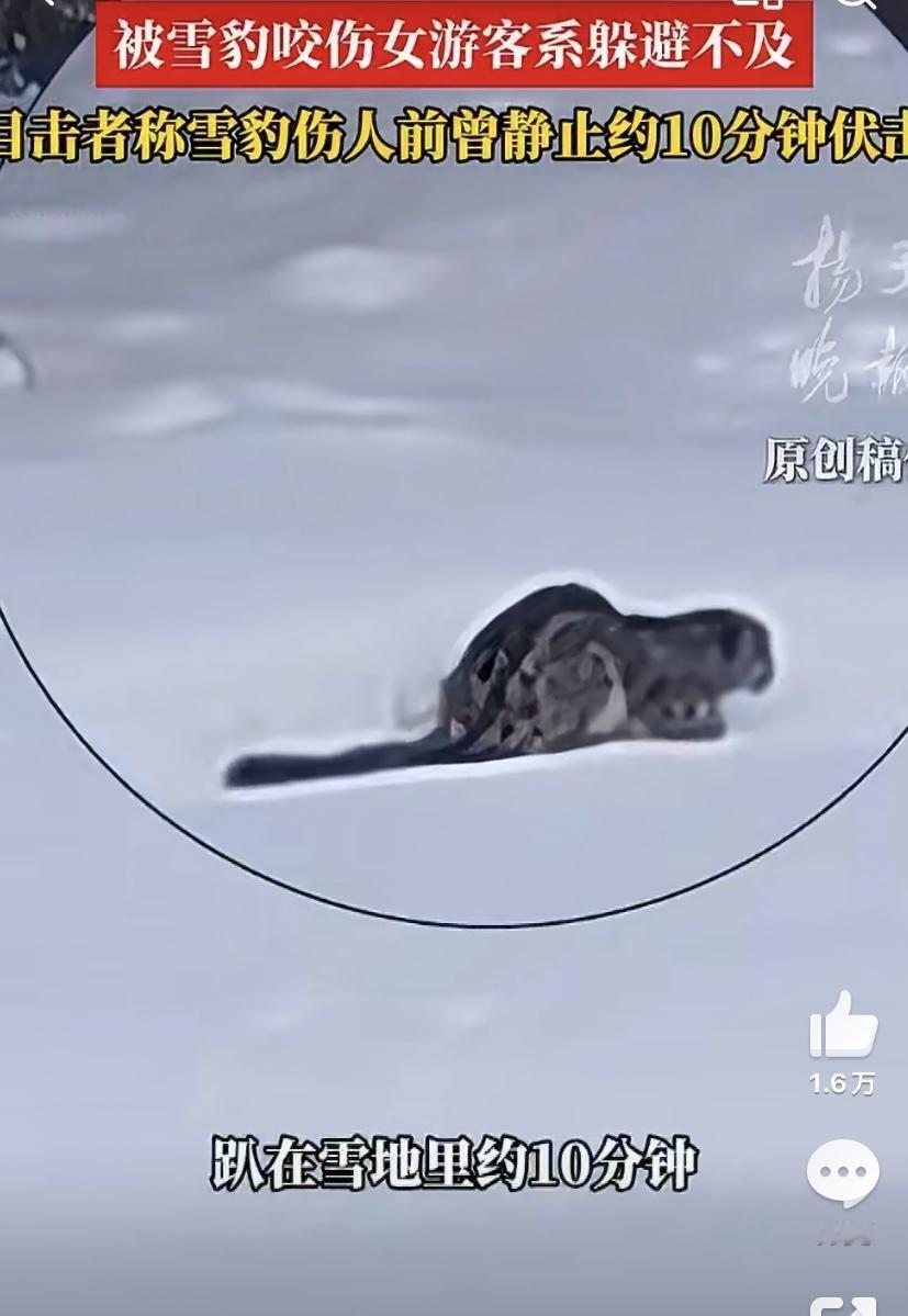最近新疆富蕴县的雪豹事件挺受关注的，一只雪豹先是咬伤了滑雪游客，没过几天又闯进牧