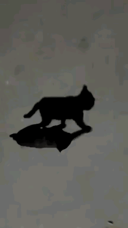 盯着这张图瞅了半天我算是彻底懵圈了一只是猫一只是猫的影子到底谁是