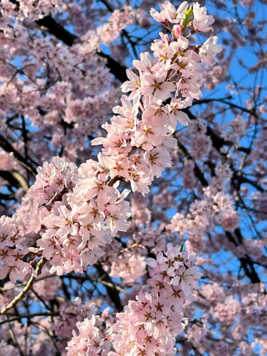 春天日本长野看樱花，推荐6个打卡地