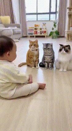 谁能拒绝萌娃和小猫的双向可爱？视频里，小萌娃举着胖乎乎的小手，比出一把“手指枪”