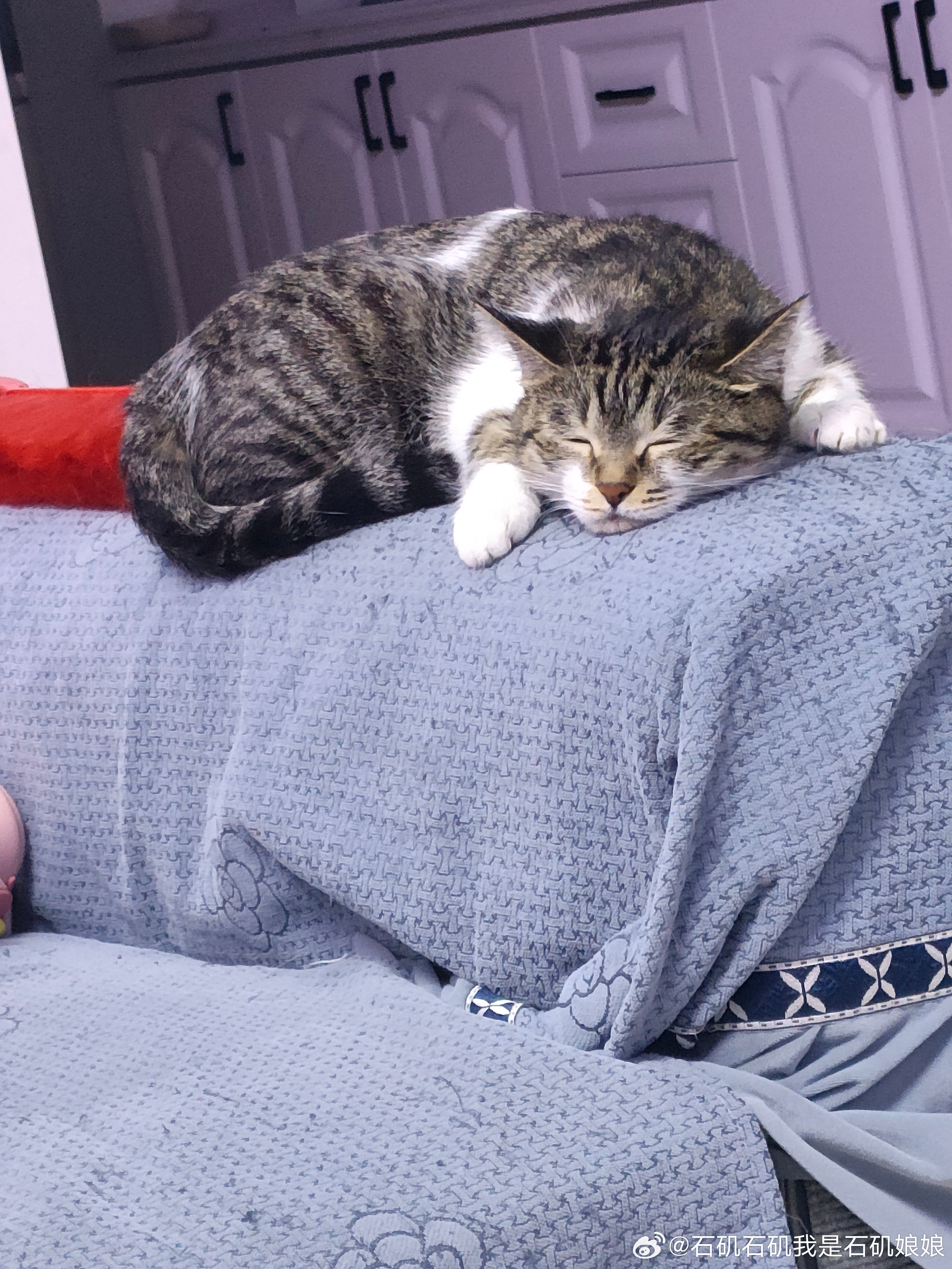 睡着以后是好丑的小猫