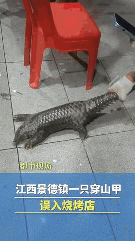 “这可太刑了！”江西景德镇，一烧烤店老板突然看到门外有东西在爬，当时应该是晚上九