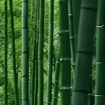 种植🍃绿竹种植方法一、养殖环境1、土壤：养殖绿竹的土壤以透气性佳，肥沃、微酸