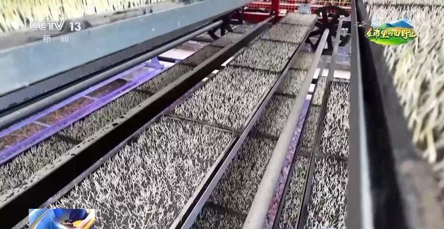 智能化育秧、无人机施肥、机器播种 “智慧春耕”正在进行中