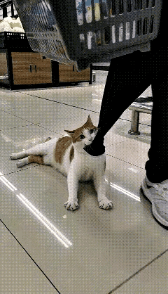 男子带着猫咪去超市买东西，猫咪选了一款它最喜欢吃的猫粮，喵喵叫着把主人引到猫粮