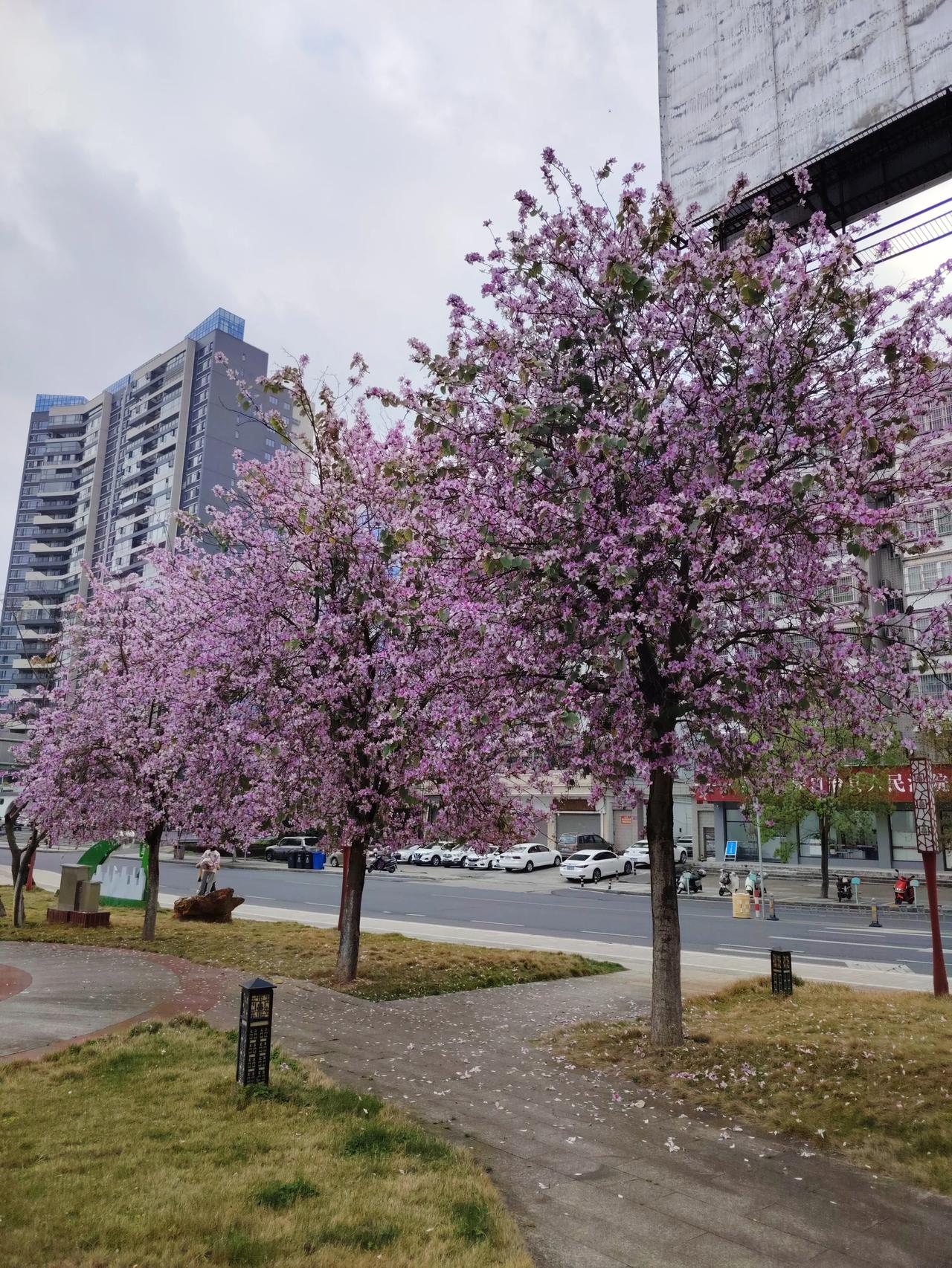 花开花落，岁月如梭。花开花落，岁月如梭，这话说得一点不假。就像我家院子里那棵老