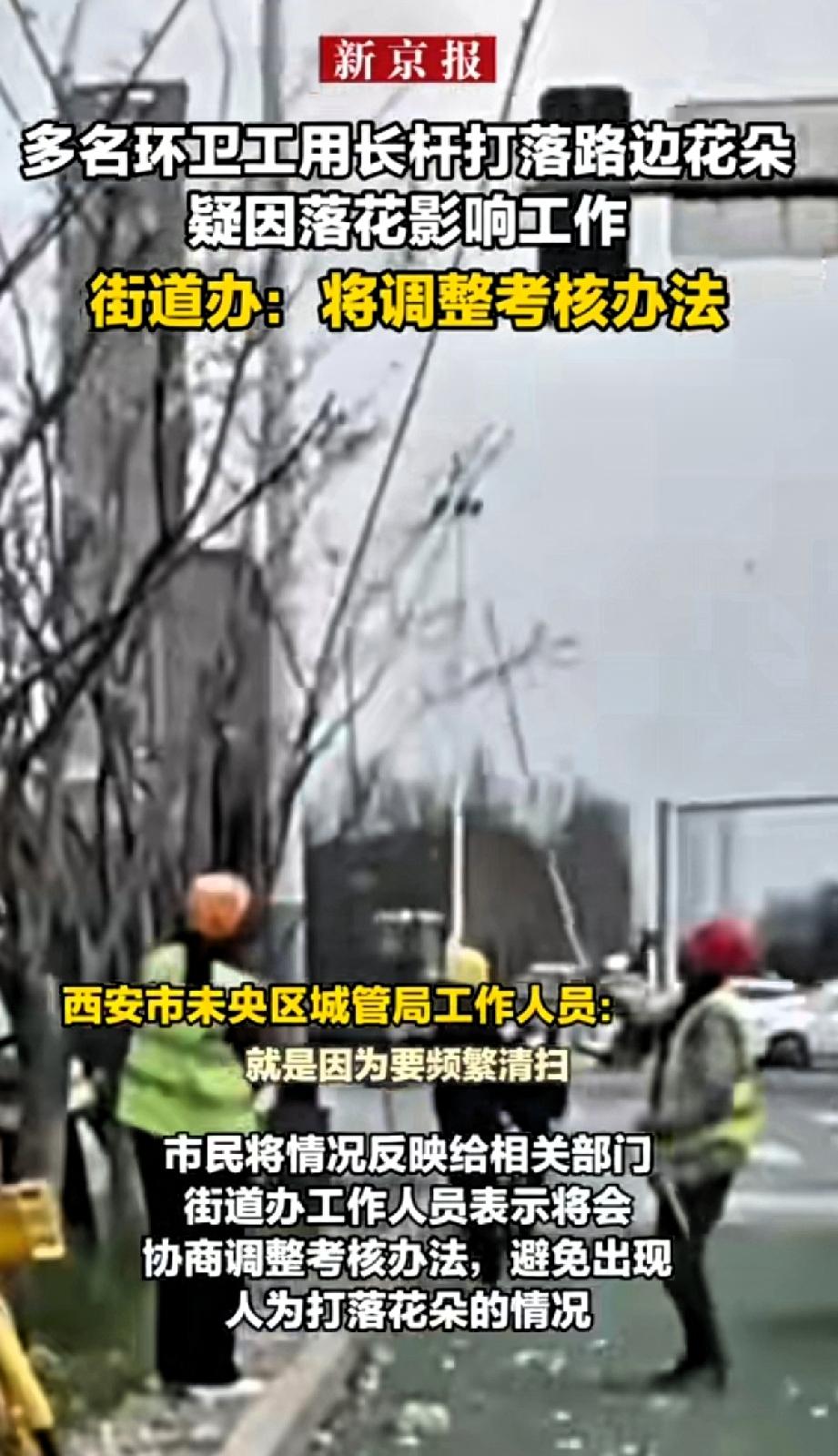 多名环卫工人用长杆打落路边花朵，疑因为落花影响工作。西安未央区龙朔路多名环卫
