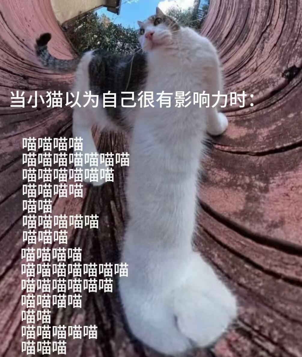 满身疲惫，幸好有小猫来救赎🍬