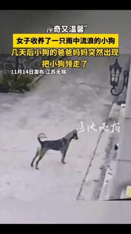 流浪的小狗被好心人收养，结果没过几天，小狗的爸爸和妈妈，居然在好心人家门前，又把