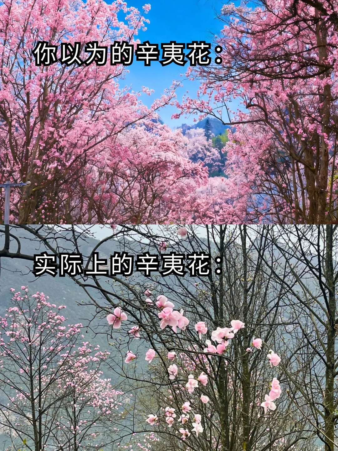 西安出发｜藏王寨辛夷花攻略✨不跑空不踩雷