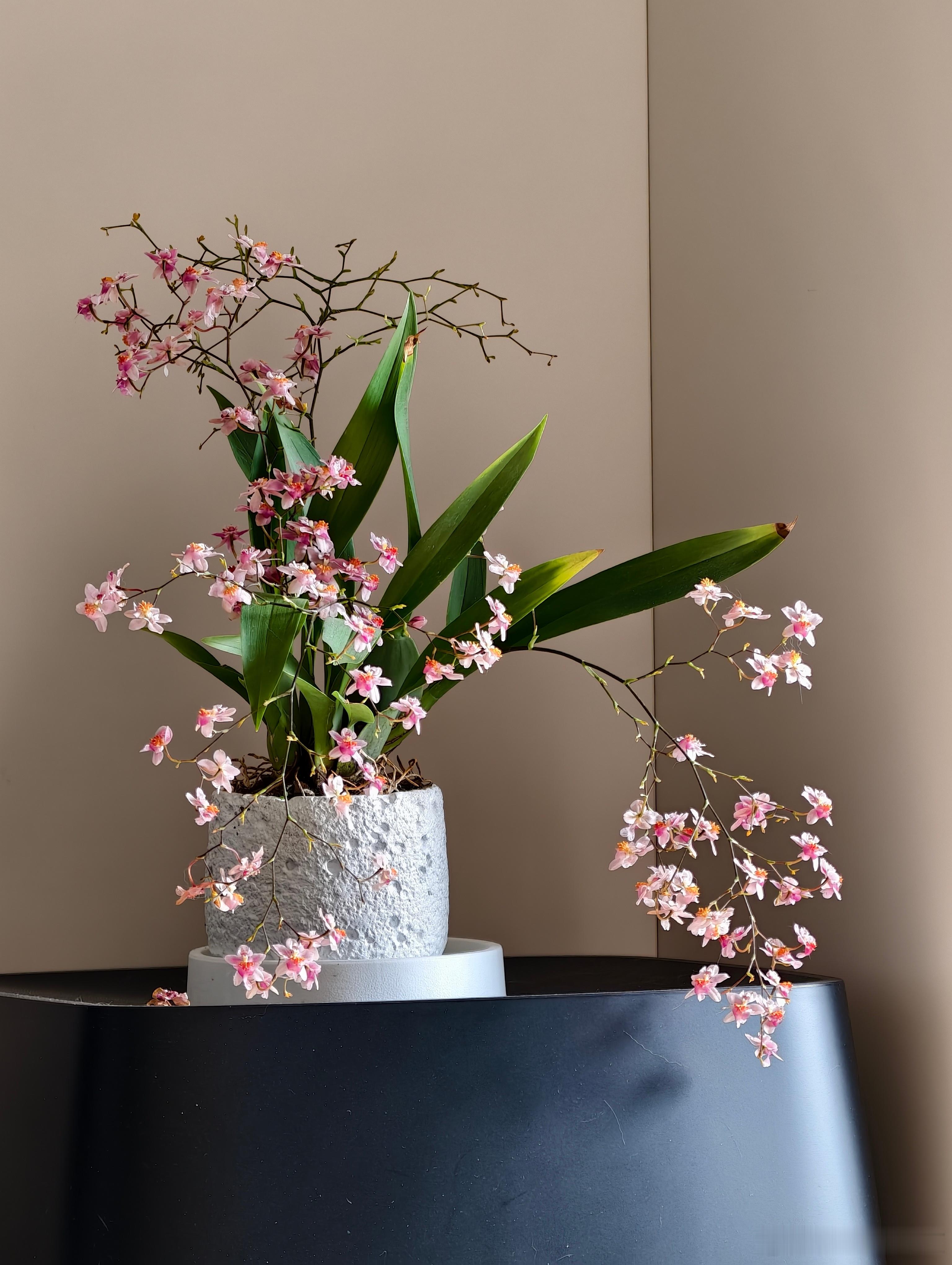 不要贴墙养蝴蝶兰养文心兰吧，可好看了，现在等待第二盆爆花！