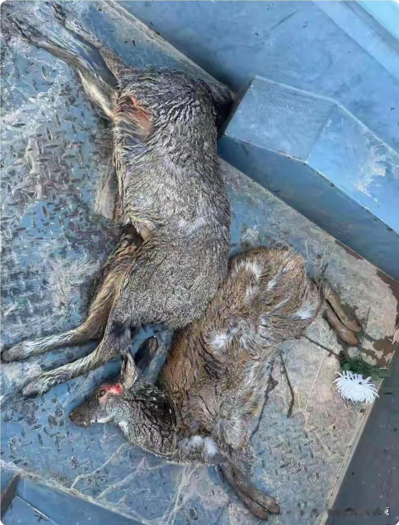 警惕！高科技盗猎太猖狂，3人用无人机5天虐杀9只一级保护动物！四川阿坝州刚刚