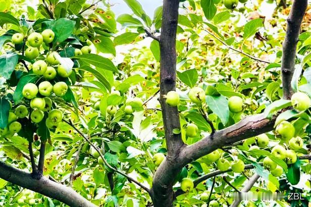 【友情提示】三类投资者建议放弃申购珈凯生物珈凯生物是周三发行，申购资金加上