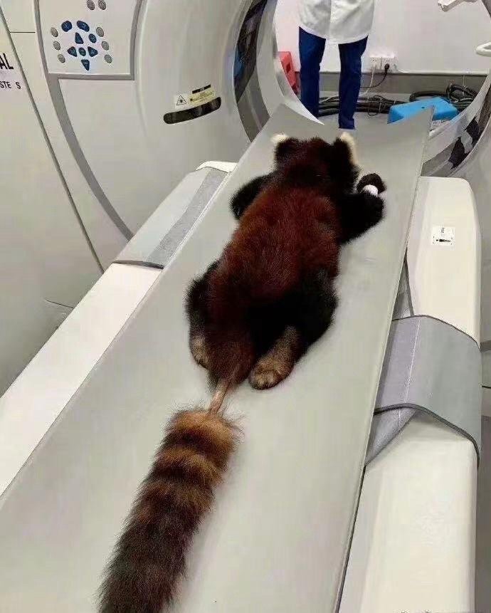 打架输了进医院的小熊猫​​​