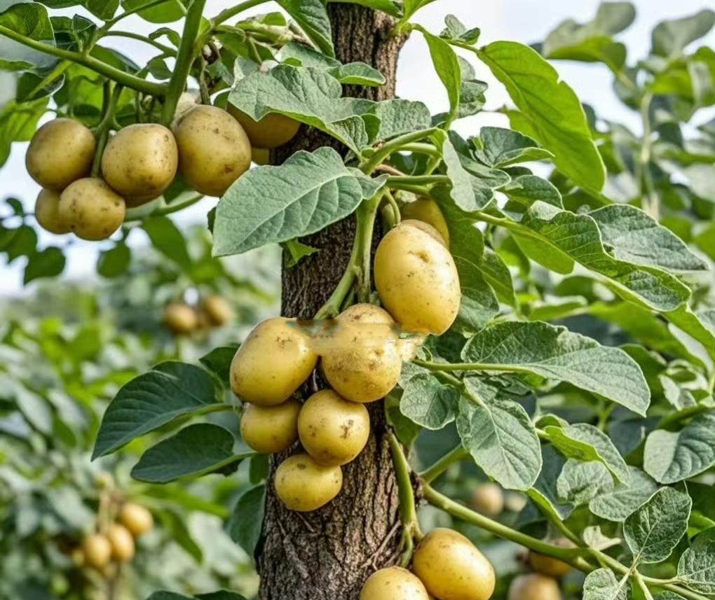花生土豆不是长在土里的吗？
