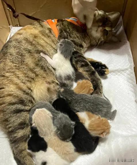 猫猫真是一个神奇的物种，同一窝小猫，什么颜色都齐全了，也不知道孩子经历了什么[笑