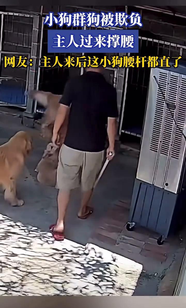 小狗群狗被欺负，主人过来撑腰。网友：主人来后这小狗腰杆都直了。7月6日，山西
