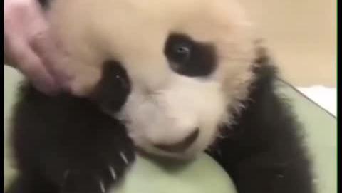 熊猫的故事儿童视频 13012191987200486262.jpg?id=0