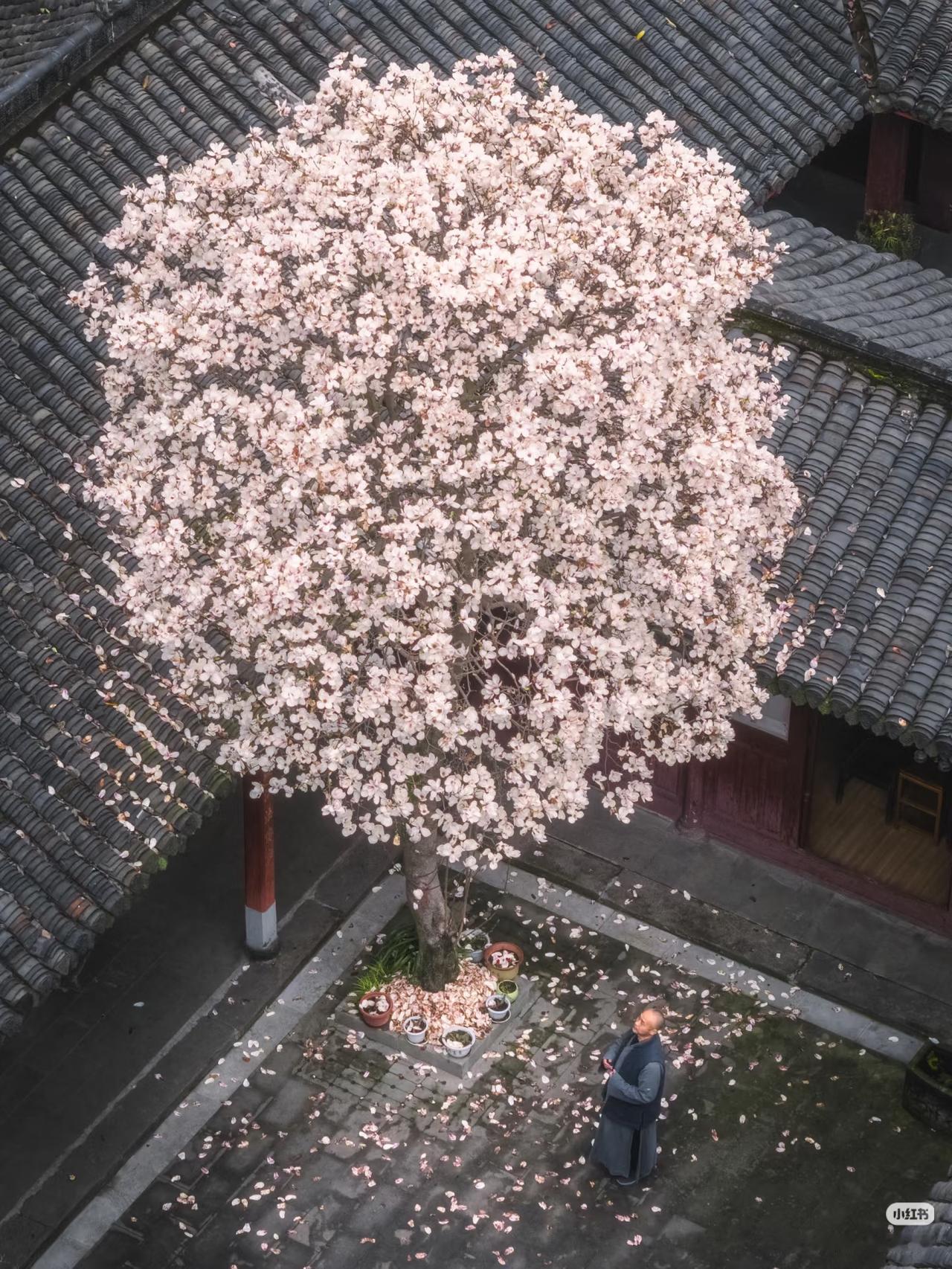 成都这颗玉兰，惊艳了成都三月的春天三月的成都总是阴雨连绵，而玉兰在阴雨天中如
