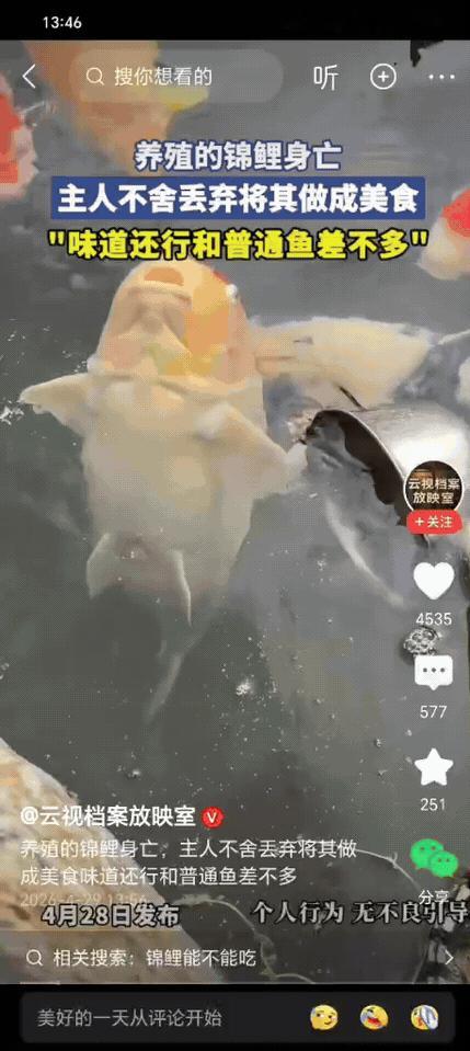 是个狠人！男子去鱼池喂鱼，发现自己养了好几年的锦鲤死了，他非常难过，鱼捞上来舍不